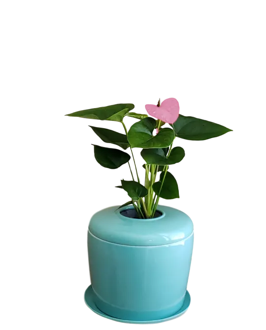 The Living Urn Indoors / Patio for Pets