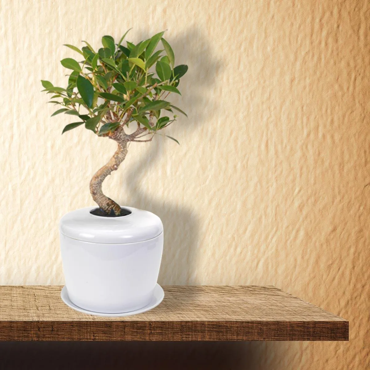 The Living Urn Indoors / Patio for Pets