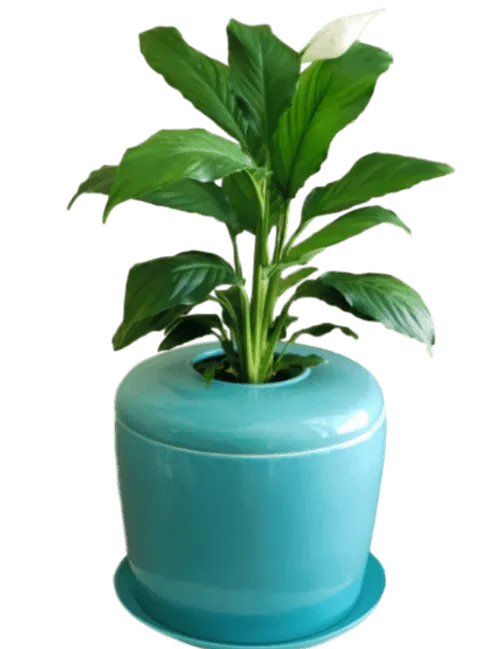 The Living Urn Indoors / Patio for Pets