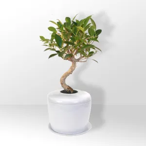 The Living Urn Indoors / Patio for Pets