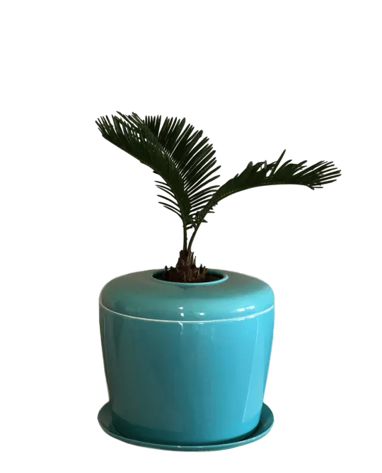 The Living Urn Indoors / Patio for Pets