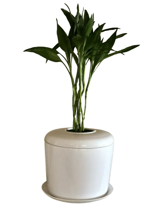 The Living Urn Indoors / Patio for Pets