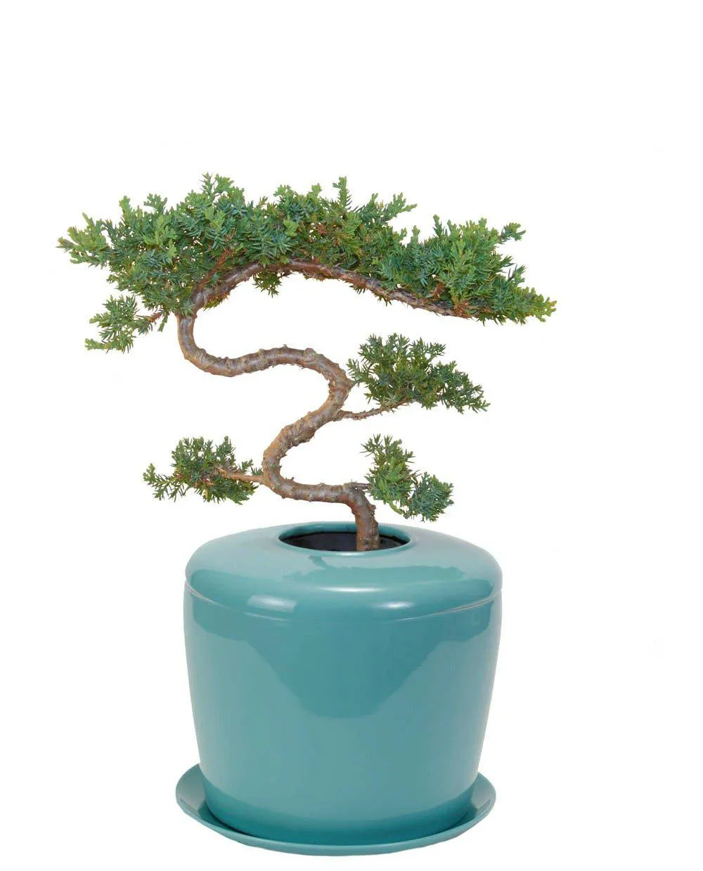 The Living Urn Indoors / Patio for Pets