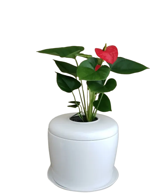 The Living Urn Indoors / Patio for Pets