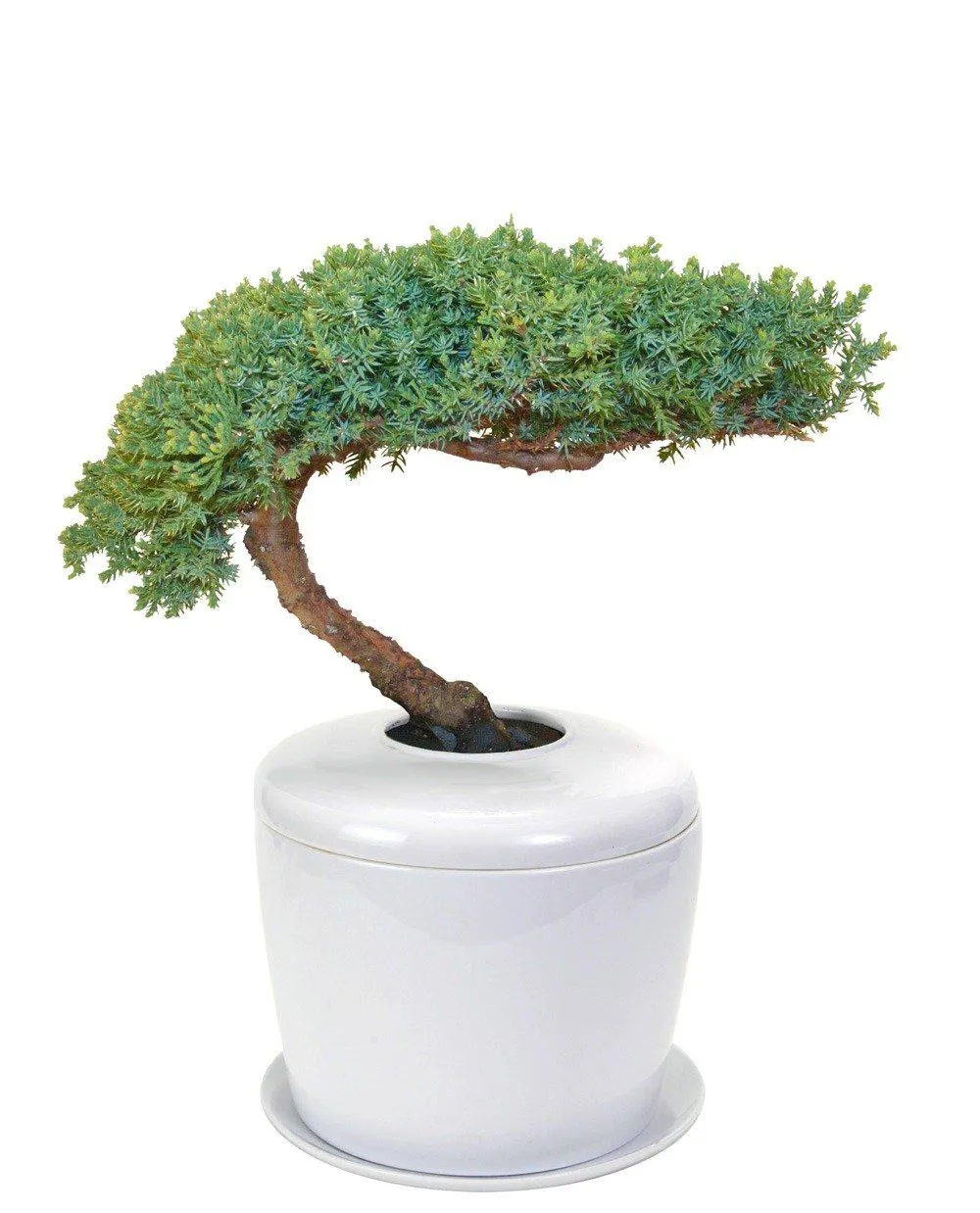 The Living Urn Indoors / Patio for Pets