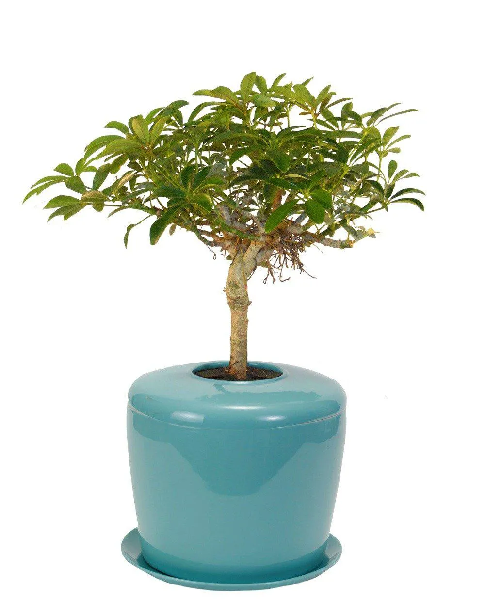 The Living Urn Indoors / Patio for Pets