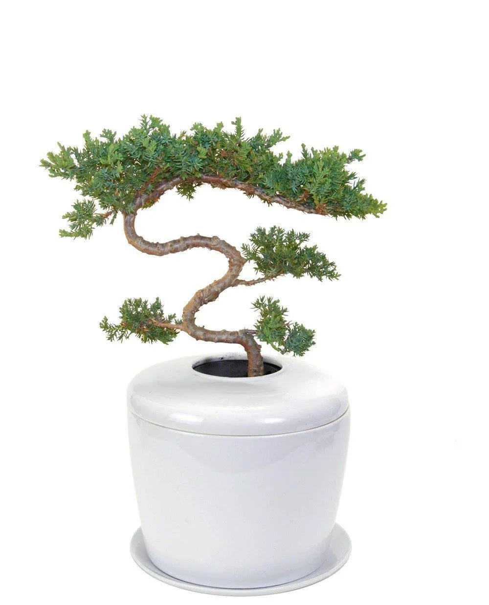 The Living Urn Indoors / Patio for Pets