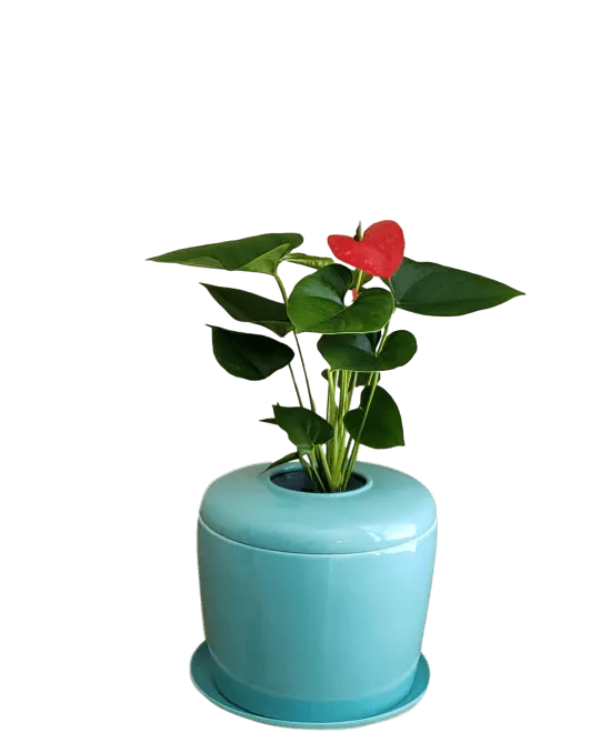 The Living Urn Indoors / Patio for Pets