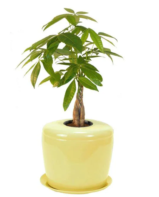 The Living Urn Indoors / Patio for Pets