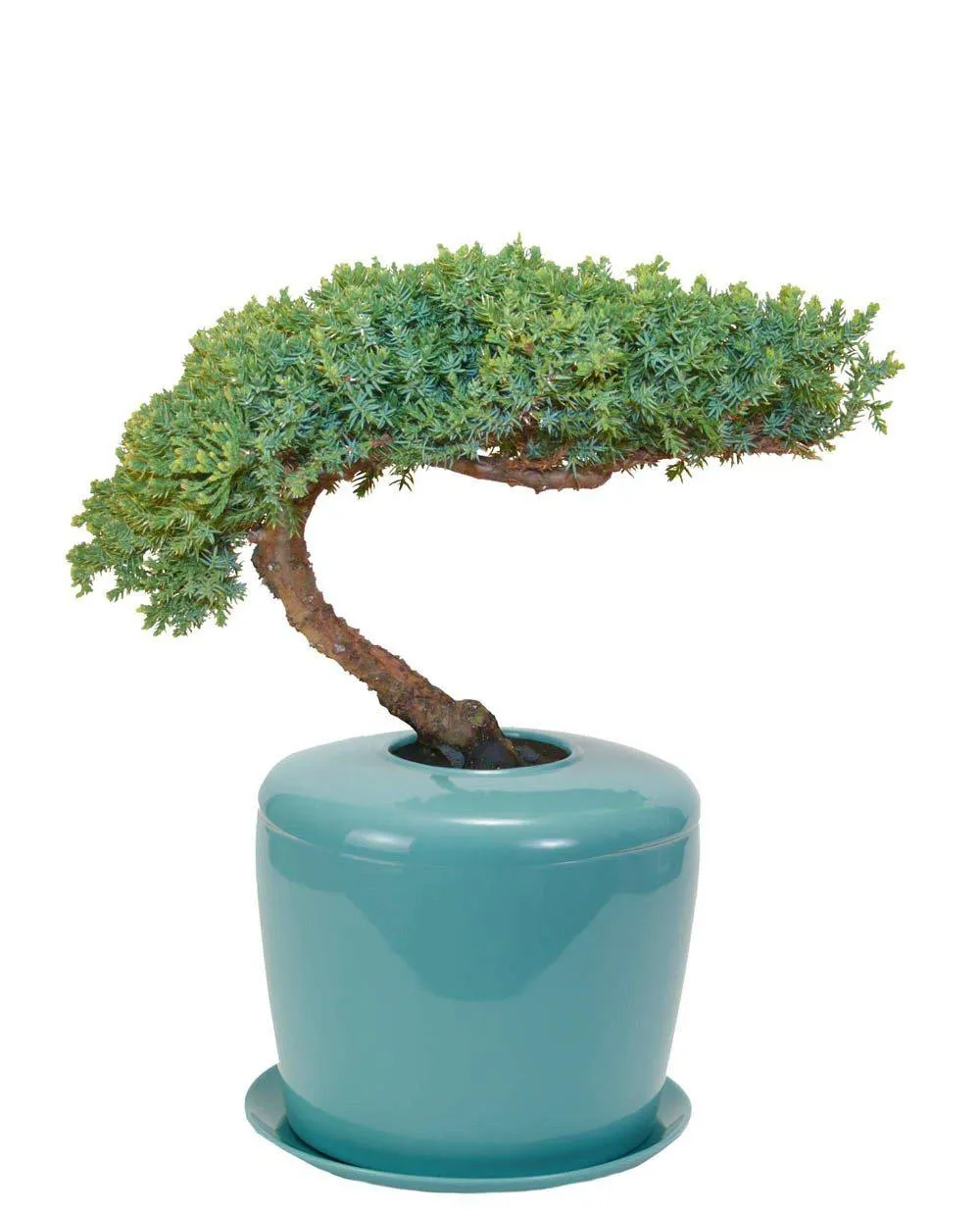 The Living Urn Indoors / Patio for Pets