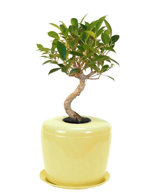 The Living Urn Indoors / Patio for Pets