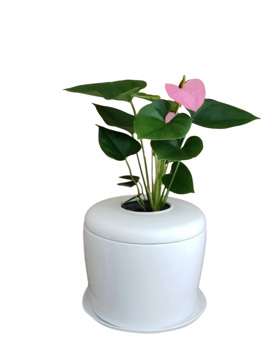 The Living Urn Indoors / Patio for Pets