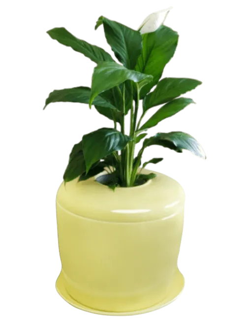 The Living Urn Indoors / Patio for Pets