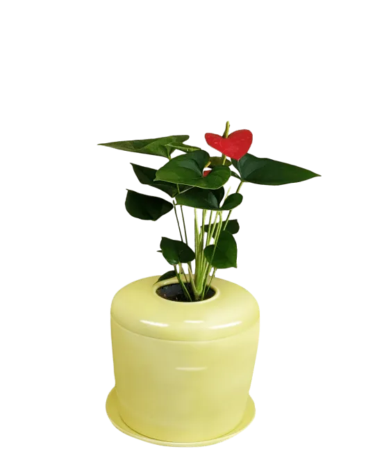 The Living Urn Indoors / Patio for Pets