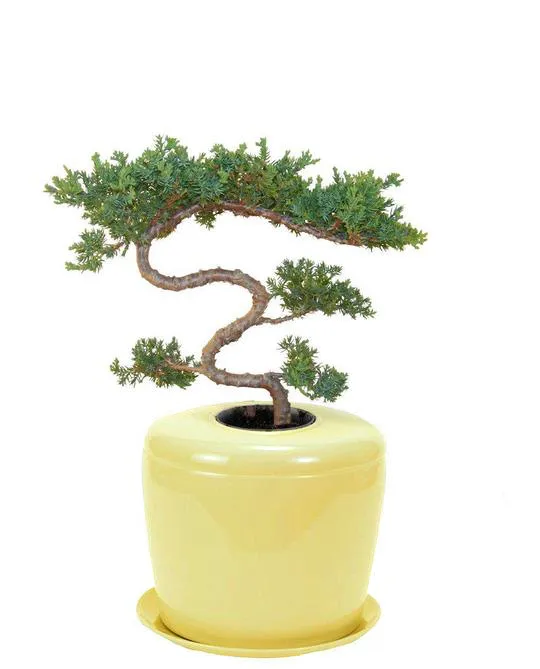 The Living Urn Indoors / Patio for Pets